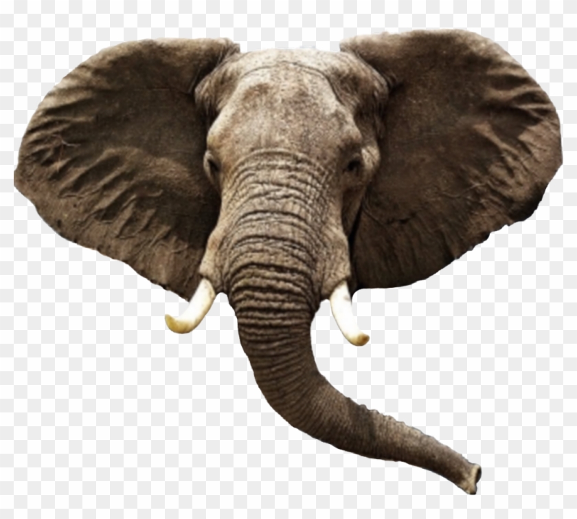 Download Elephant Head Elephanthead Elephants Aesthetic Hd Png Download 1024x872 1943279 Pngfind