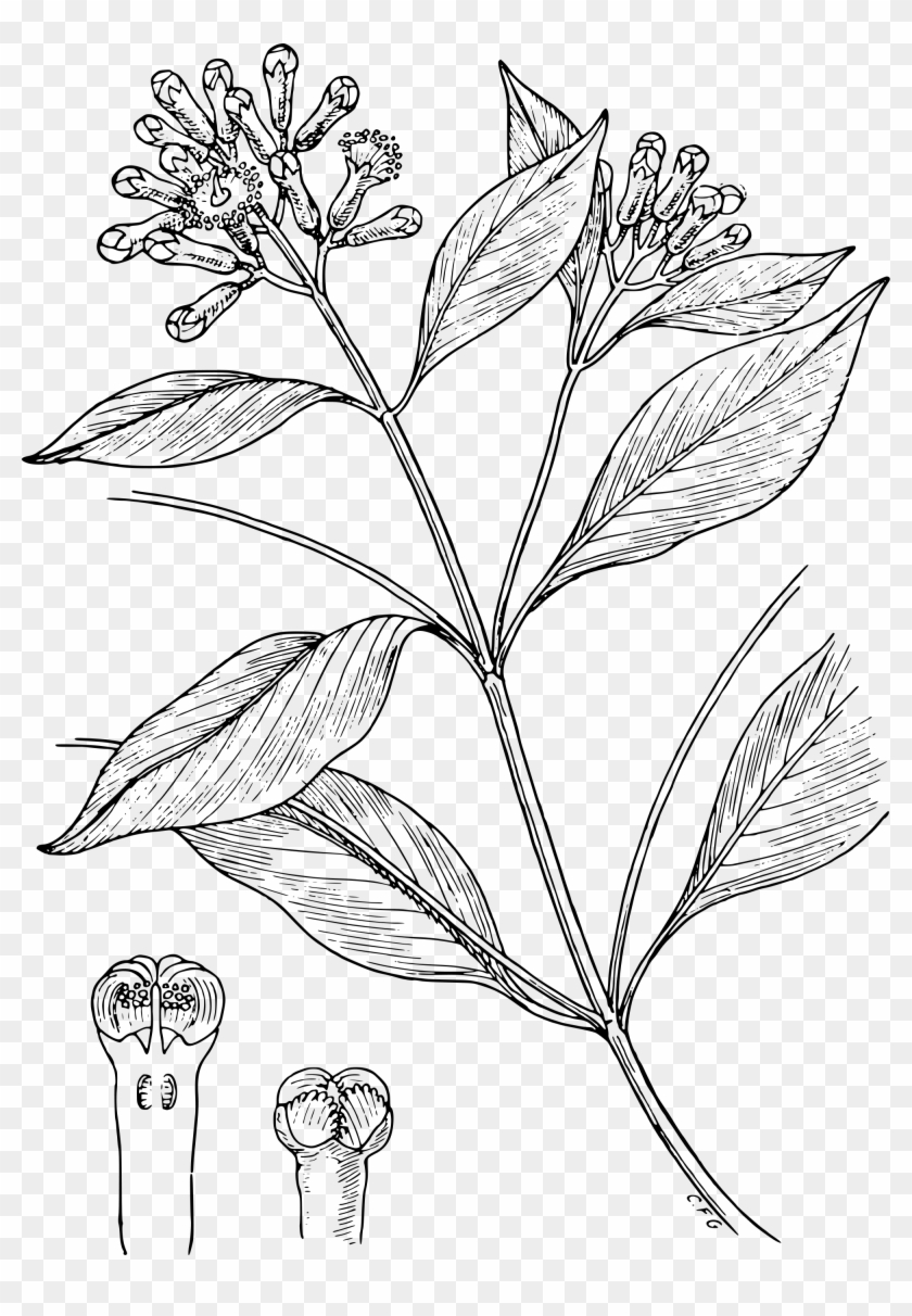 2000 X 2791 2 Clove Plant Drawing, HD Png Download 2000x2791