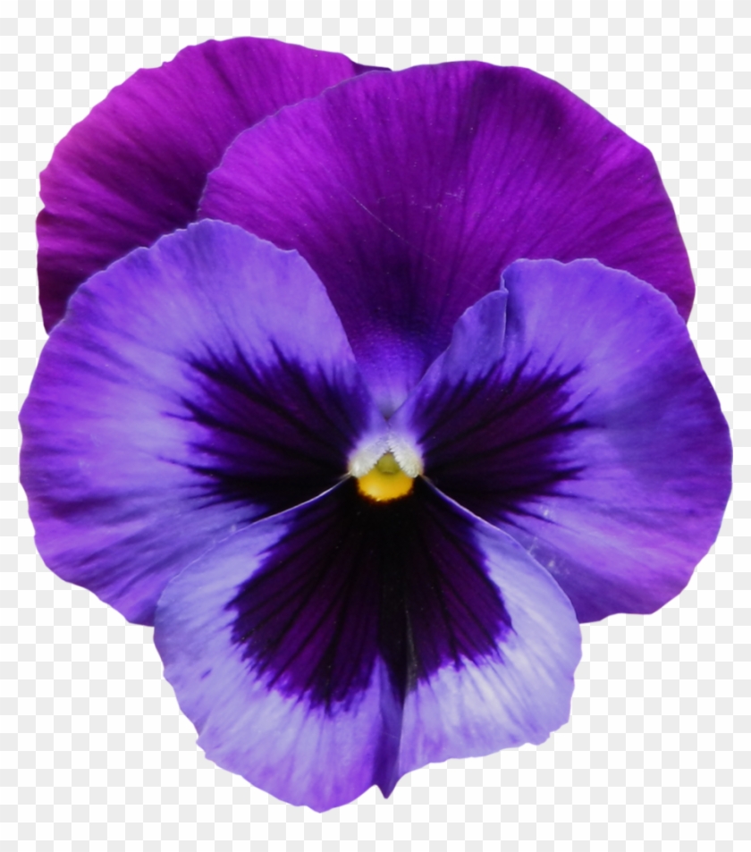 Black Simple Violet Flower Tattoo - Temu