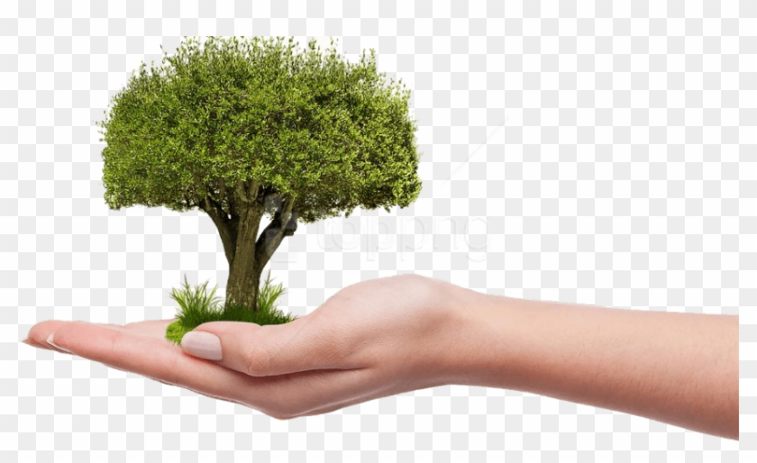 Free Png Download Save Tree Png Images Background Png - Plant A Tree