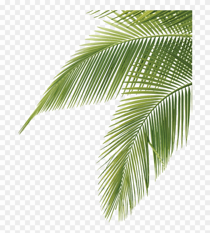 Palm Tree Leaves - Palm Tree Leaves Png, Transparent Png - 709x853 ...