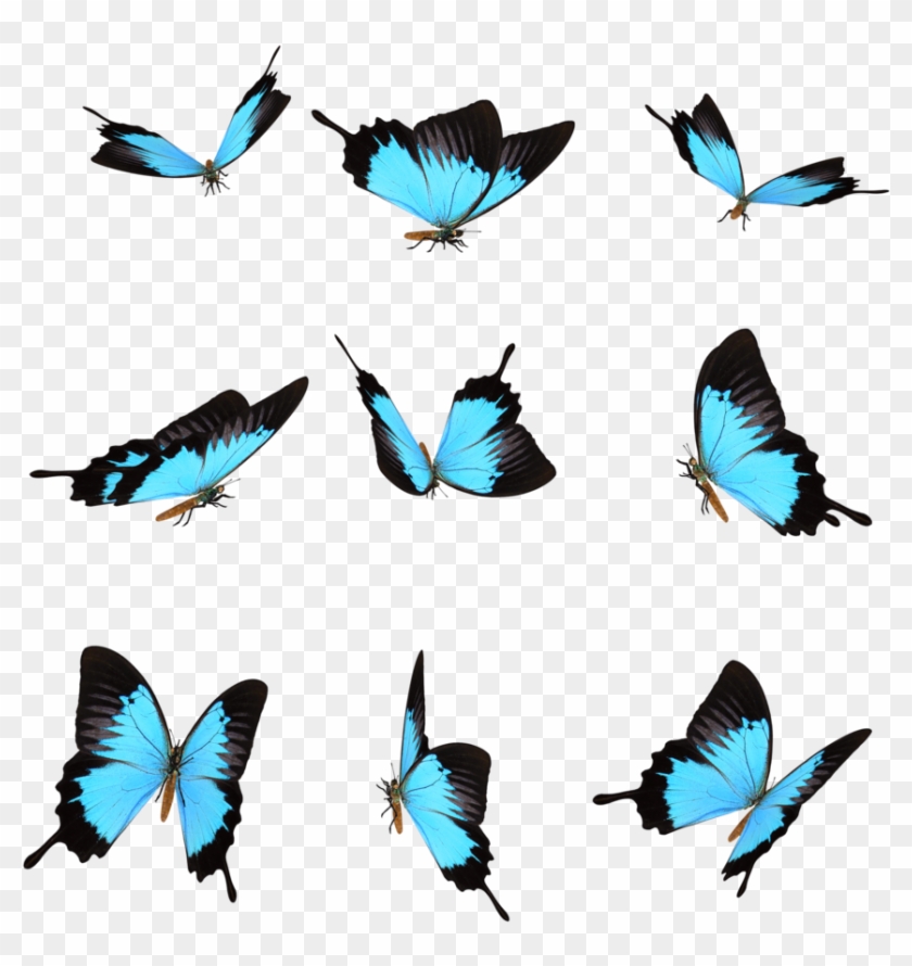 Гиф картинки бабочки на прозрачном фоне