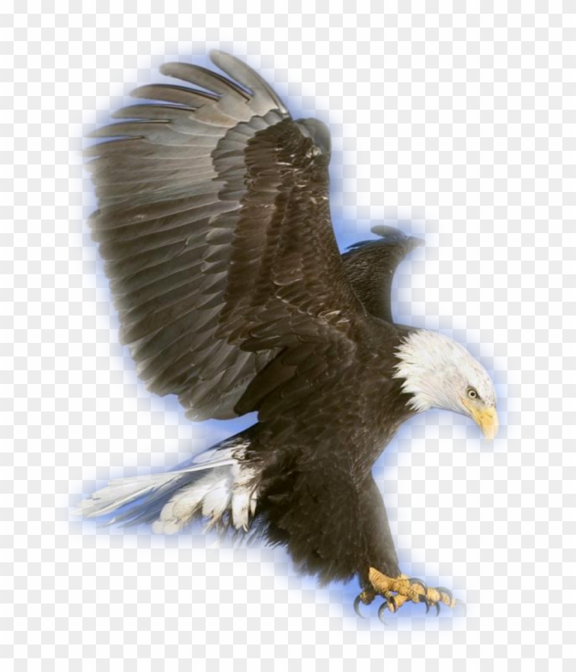 Aigle Royal Png Eagle In Flight Transparent Png 700x911 Pngfind