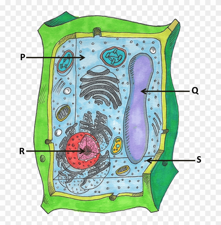 Image Showing Parts Of Plant Cells 9th Grade Plant Cell Organelles Hd Png Download 690x774 2069561 Pngfind
