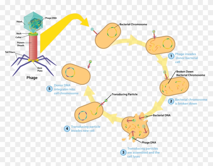 Bacteriophage V4 - Bacteria Natural Transduction, HD Png Download