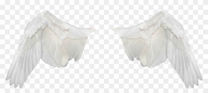 Wings,wings Ave,flight,fly,white Wings,png,freedom, - 날개 Png ...