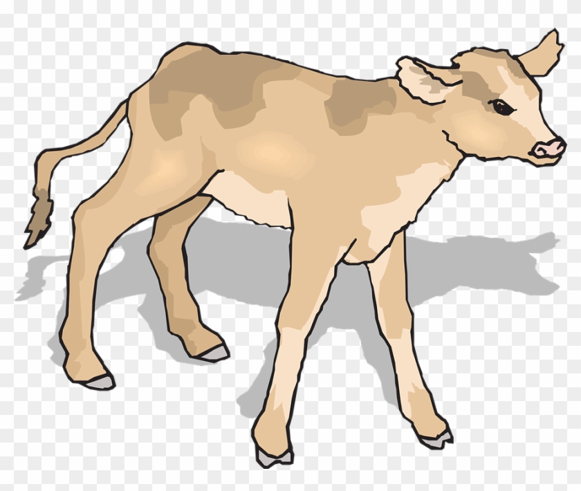 Download Calf Baby Cow Standing Shadow Young Mammal Calf Clipart Hd Png Download 902x720 210259 Pngfind