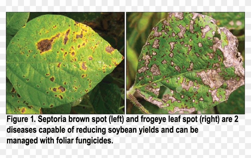 Septoria Brown Spot And Frogeye Leaf Spot On Soybean - Fungicide ...