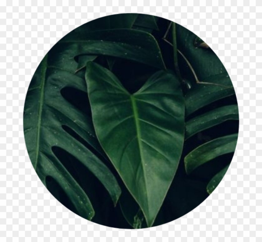 Greenaesthetic Green Greenaesthetics Aesthetic Tumblr Dark Green Leaf Aesthetic Hd Png Download 1024x1024 Pngfind