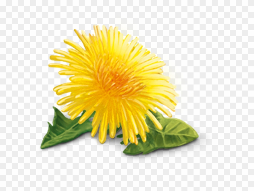 yellow dandelion png hd transparent png 609x553 2129123 pngfind yellow dandelion png hd transparent