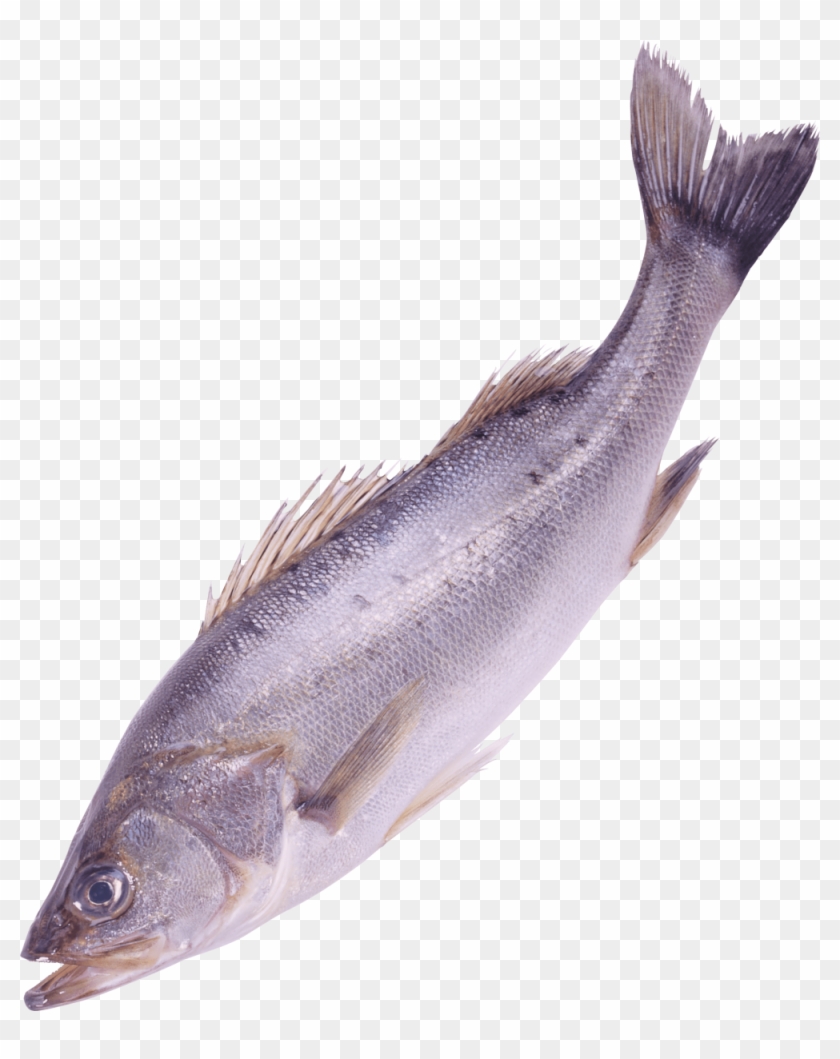 River Fish Png Transparent Image - Png Format Fishes Png, Png Download -  1000x1214(#2131912) - PngFind