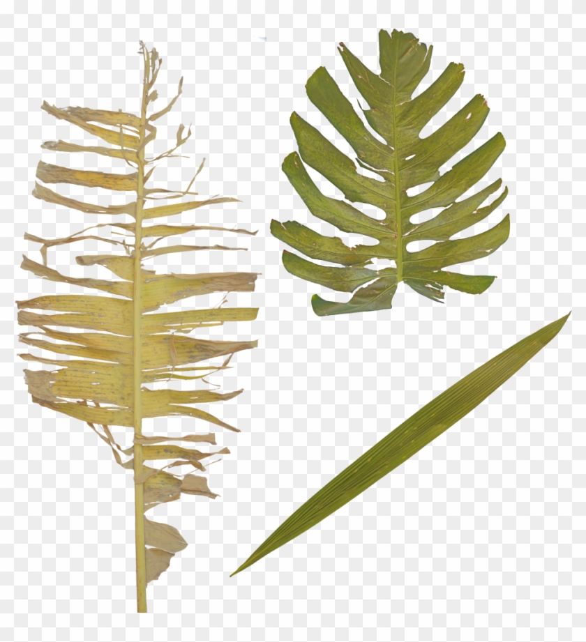 Twig Plant Stem Leaf Jungle Transprent Png - Pond Pine, Transparent Png