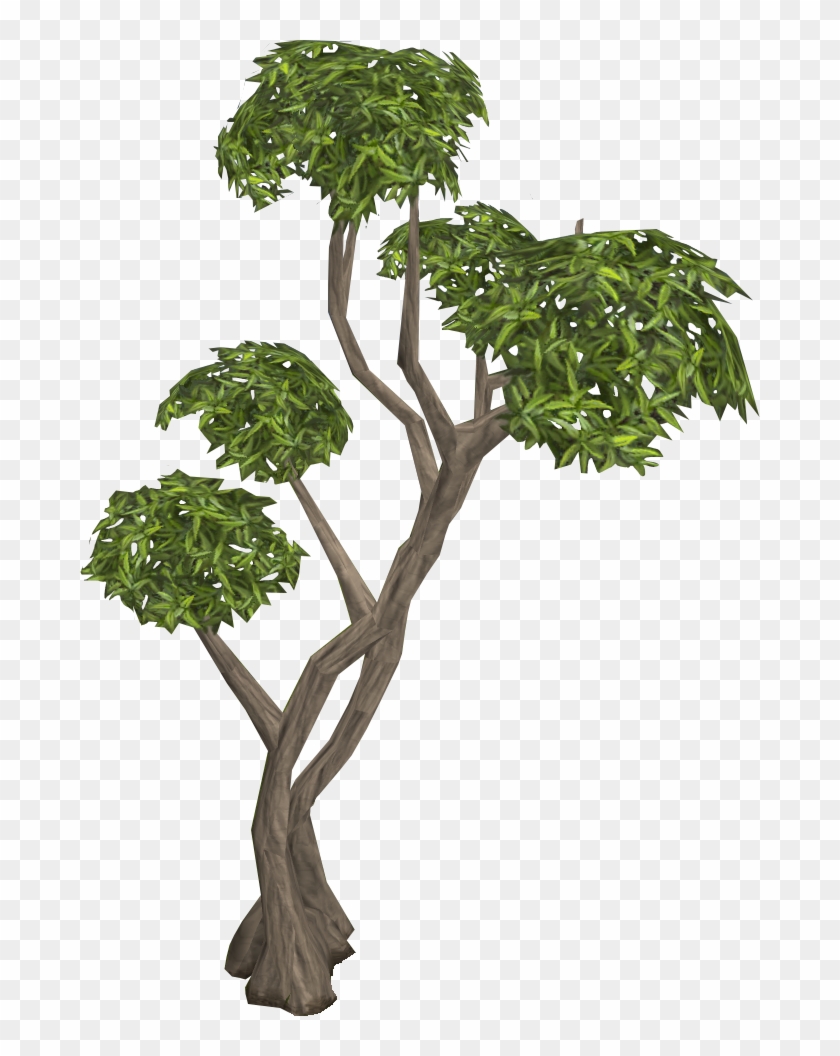 Eucalyptus Tree Hd Png Download X Pngfind