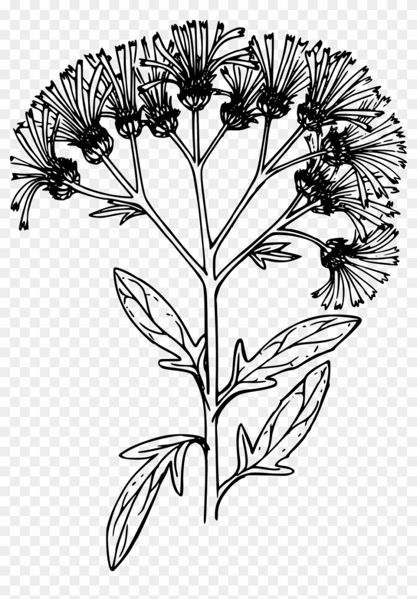 Wildflower Clipart Black And White - Chrysanths, HD Png Download ...