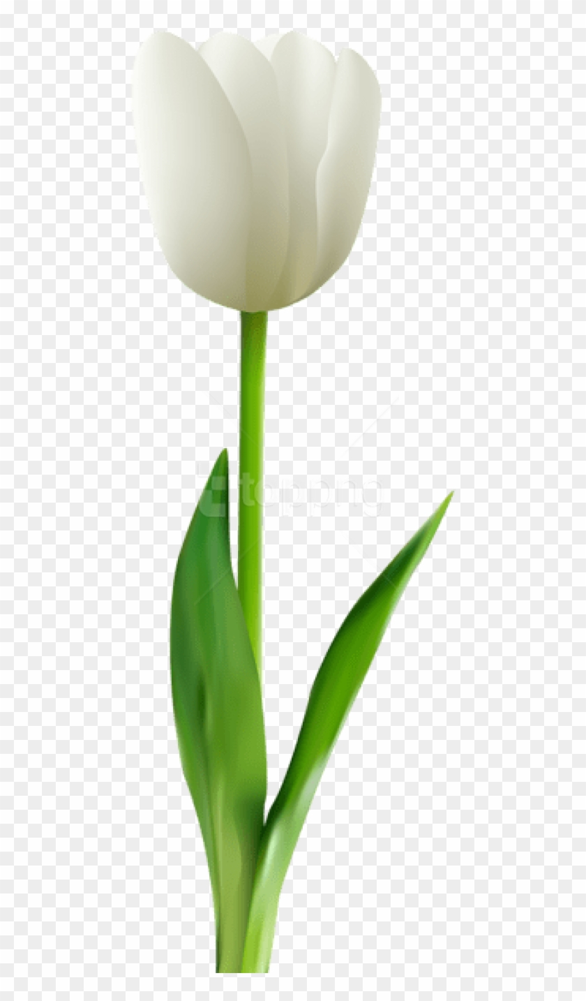 White Tulip White Background