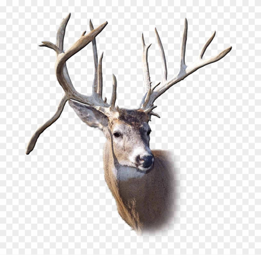 Antler, Hd Png Download - 682x741(#2246326) - Pngfind