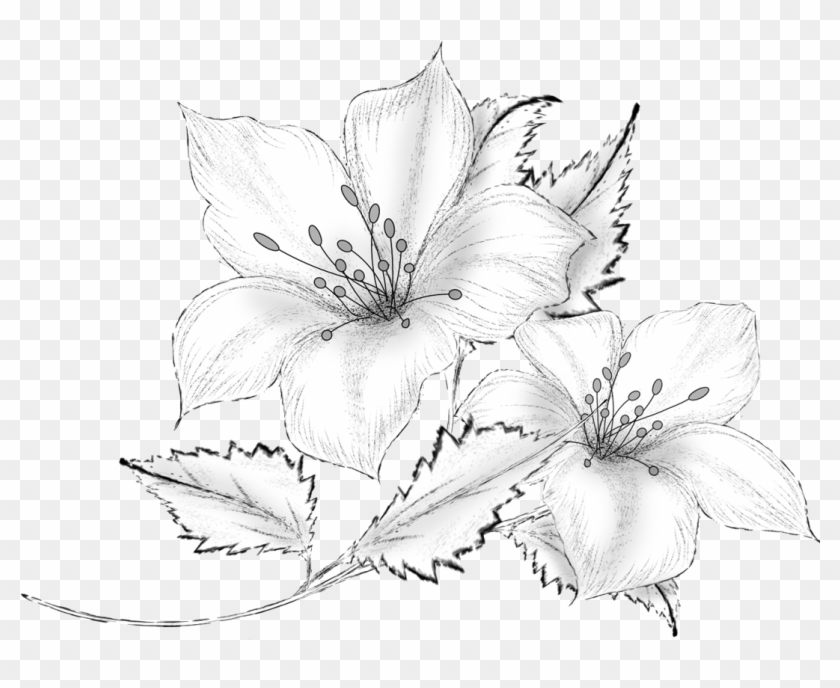 Drawing Decorative By Roula Flower Pencil Drawings - Flowers Drawing