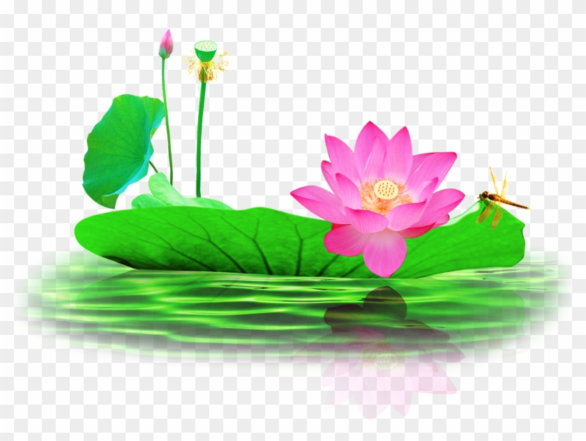 Picture Free Nelumbo Nucifera Pond Lotus Transprent Lotus Pond Png Transparent Png 2613x2301 Pngfind