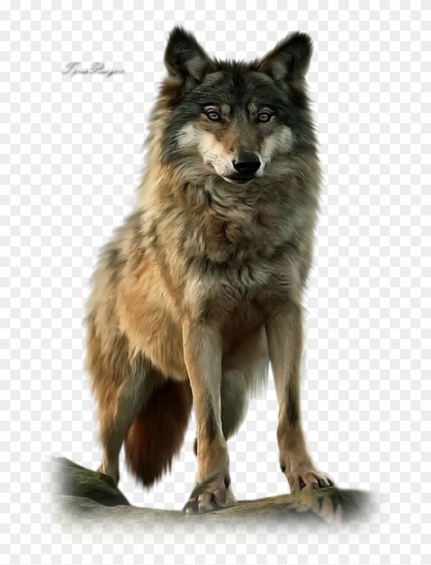 Image Png Loup - Love Lone Wolf Quotes, Transparent Png - 689x1024 ...