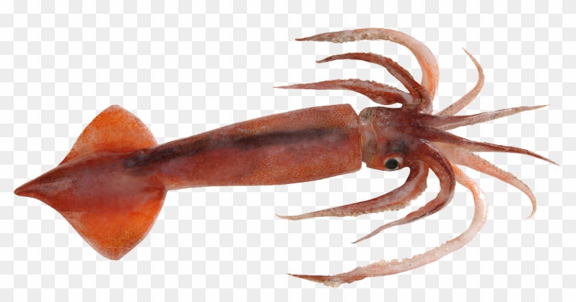 Colossal Squid Png, Transparent Png - 1216x580(#231891) - PngFind