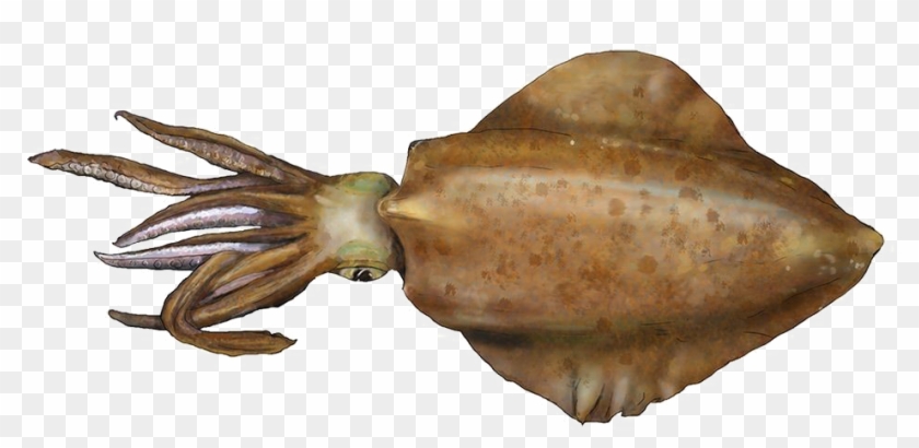 squid png download image south australian squid transparent png 1000x482 231941 pngfind pngfind