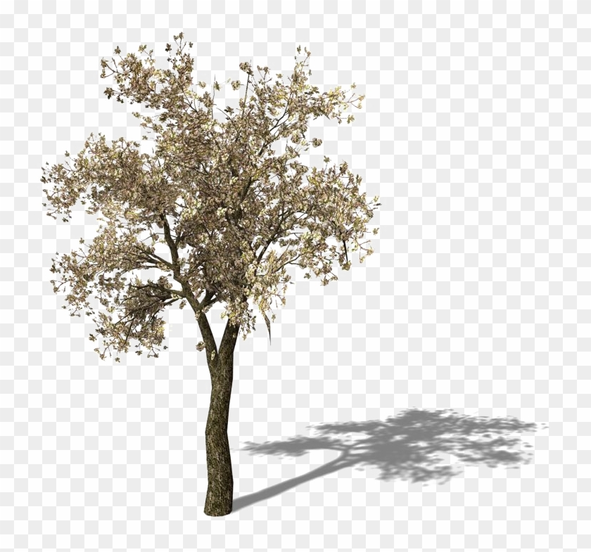 tree clipart png black and white frames