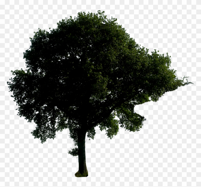 Night Tree Png Tree At Night Png Transparent Png 800x718 Pngfind