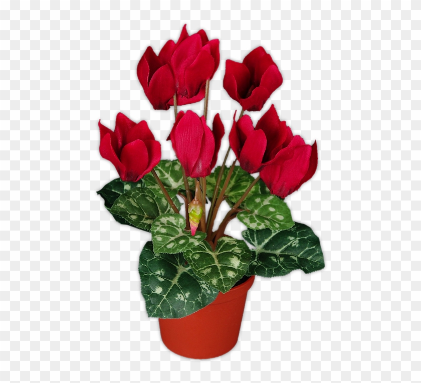 tubes fleurs plantes cyclamen hd png download 493x700 2336320 pngfind tubes fleurs plantes cyclamen hd