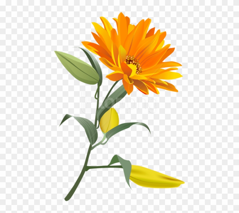 Free Png Download Orange Flower Png Images Background - Testigos De Jehová  On Line, Transparent Png - 480x703(#2351050) - PngFind