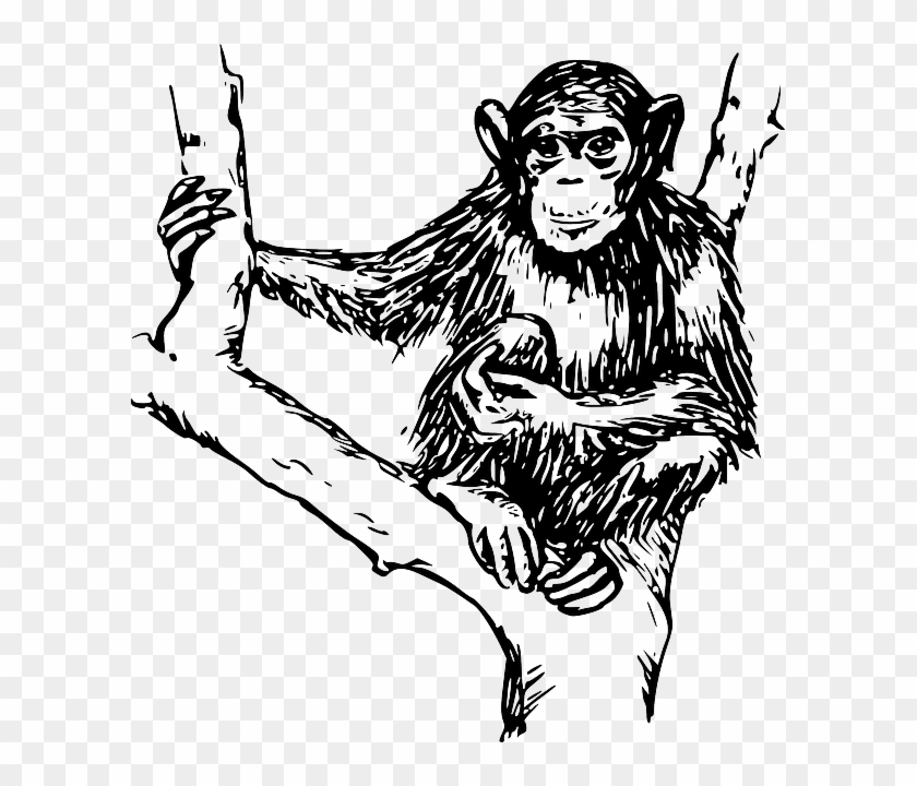 Drawing Tree Branches Holding Hairy Chimpanzee Monkey Black And White Png Transparent Png 599x640 Pngfind