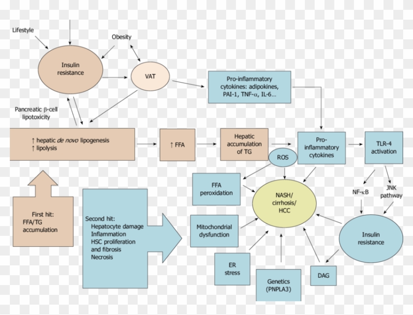 Schematic Summary Of Nafld Pathophysiology According Il 6 Dengan Nafld Hd Png Download 6277