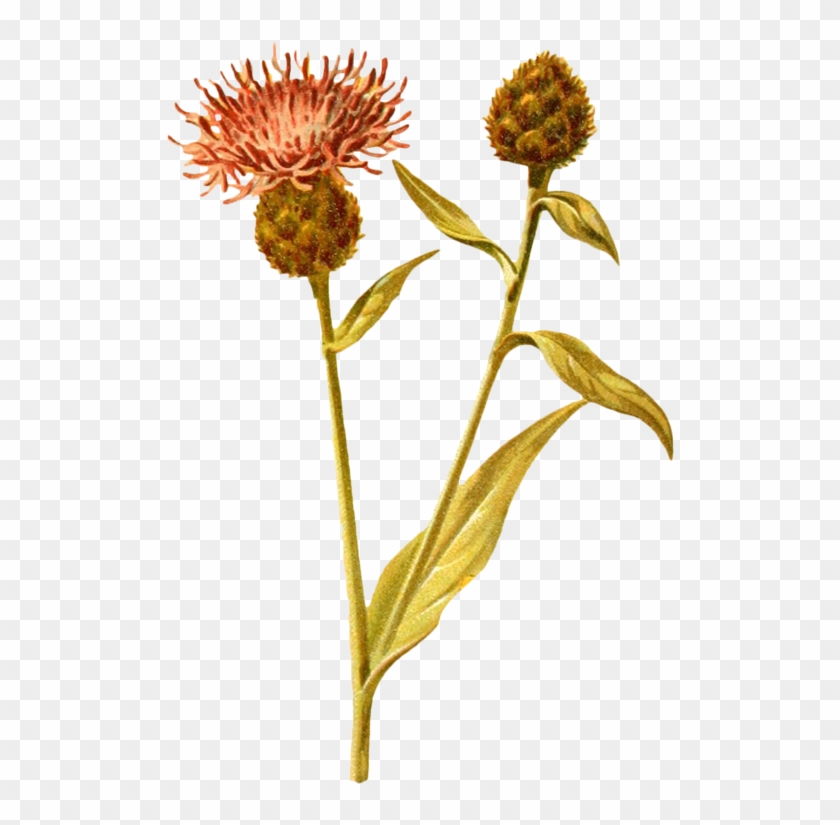 wildflowers drawing plant dessin fleurs sauvages hd png download 580x800 2405502 pngfind dessin fleurs sauvages hd png download