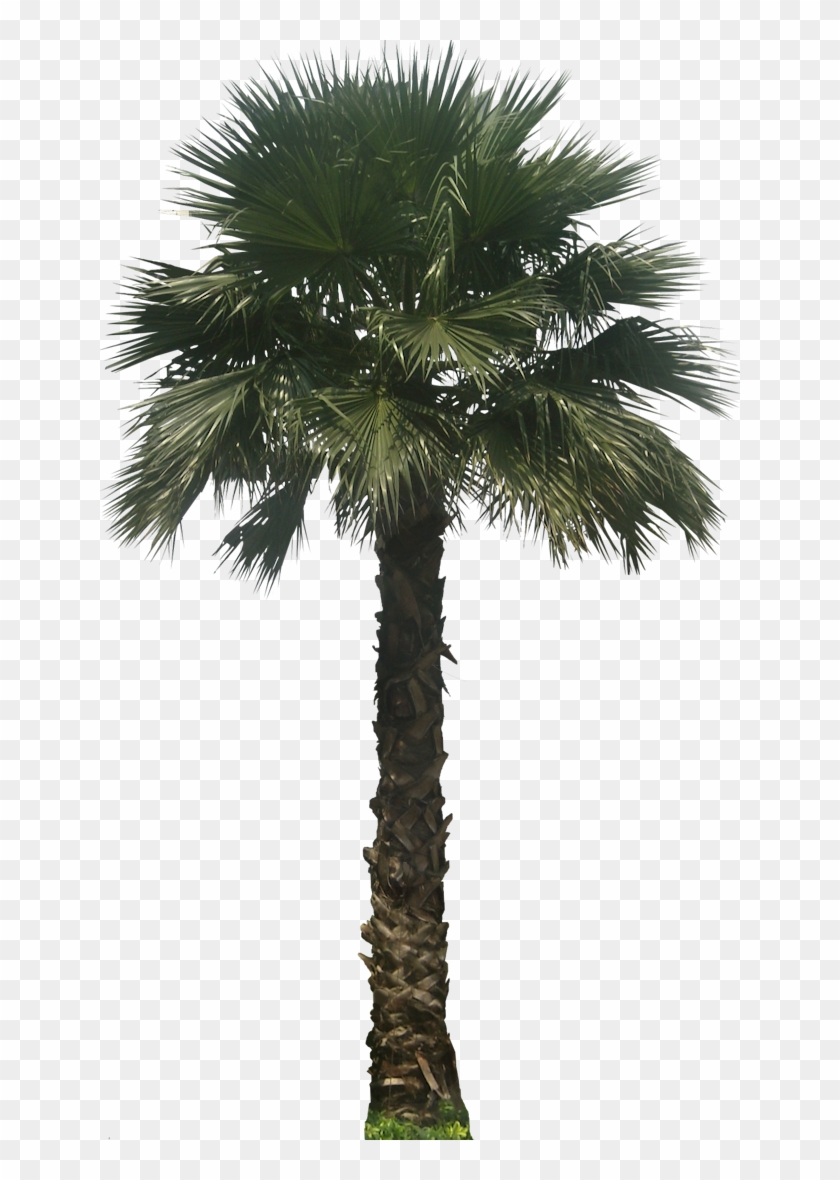 Washingtoniarb02l Plant Images Plant Pictures Mexican Washingtonia Palm Tree Png Transparent Png 640x1100 2436744 Pngfind