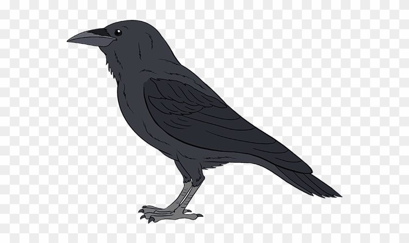 Drawing Raven Eye Black Crow Bird Hd Png Download 678x600 2451336 Pngfind