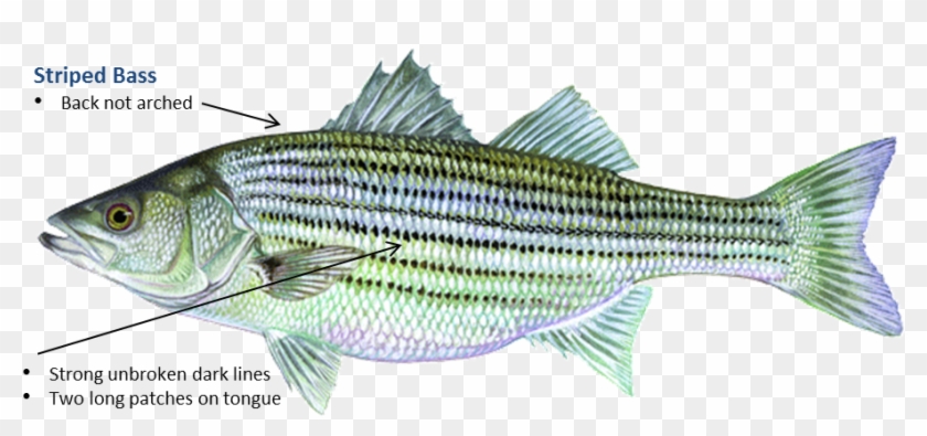 Free Free 182 Striped Bass Svg SVG PNG EPS DXF File