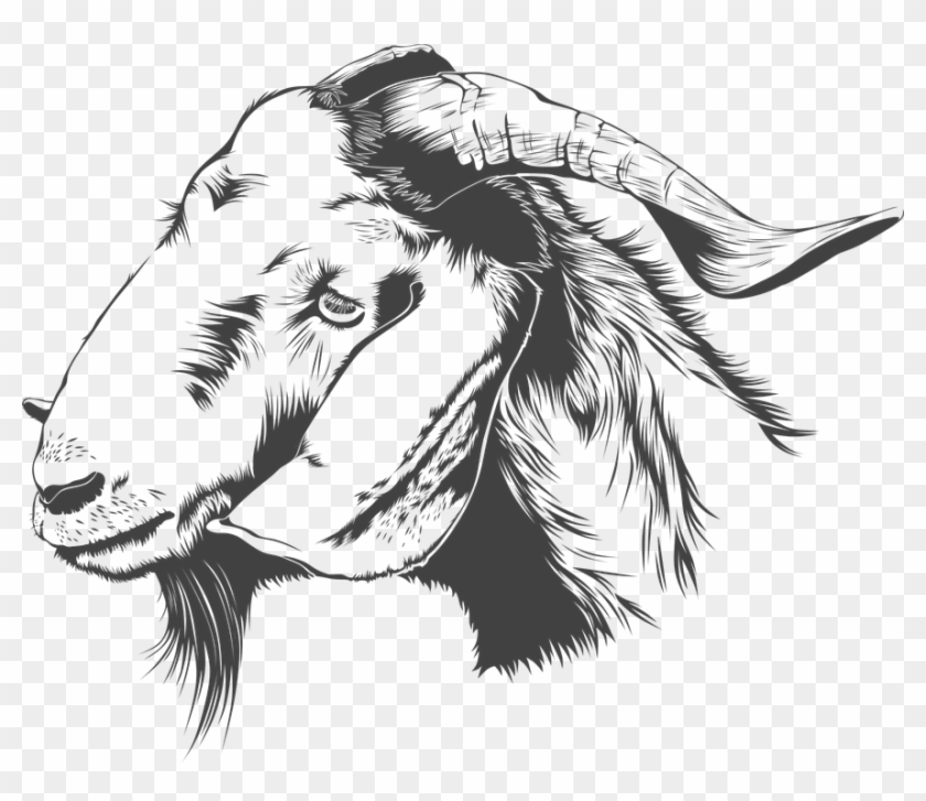 Download Goat Png Transparent Images Transparent Backgrounds Boer Goat Head Png Png Download 880x720 2455401 Pngfind - roblox goat head