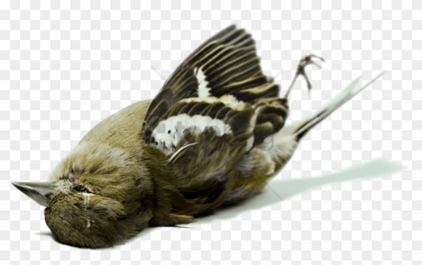 dead bird clipart flying