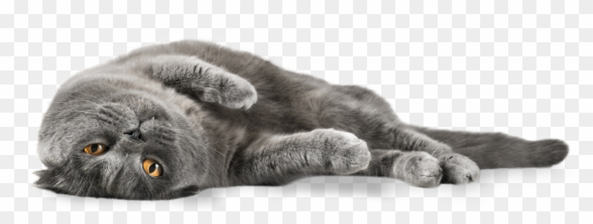 Cats Png - Grey Cat Png, Transparent Png - 1400x567(#256750) - PngFind