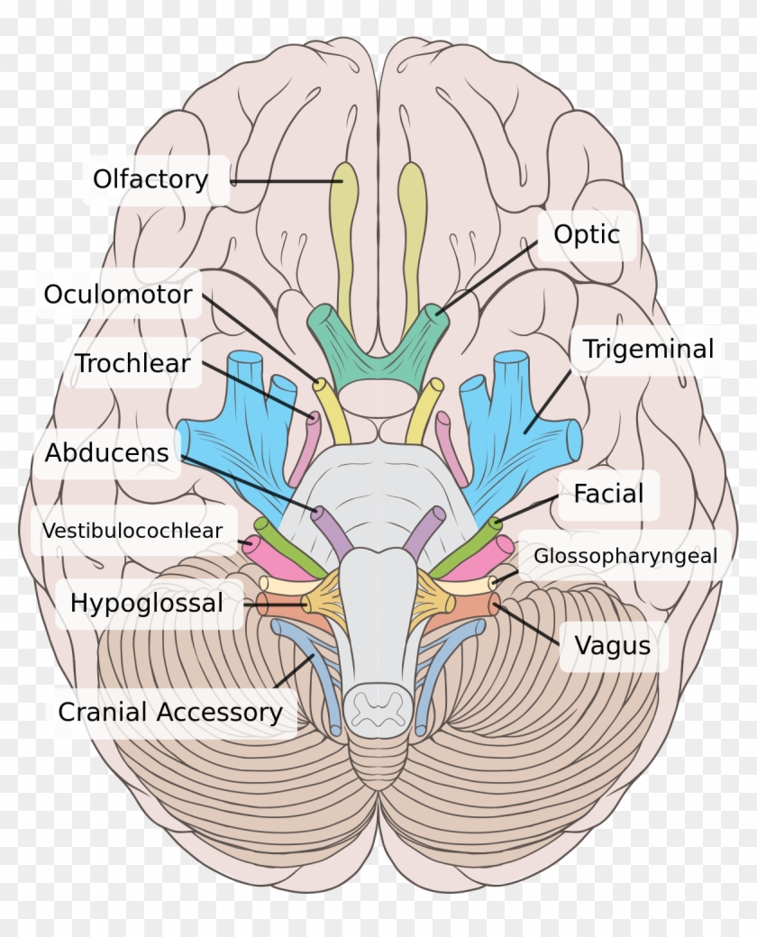 Oculomotor Nerve - Birds Eye View Of Brain, HD Png Download - 1200x1429