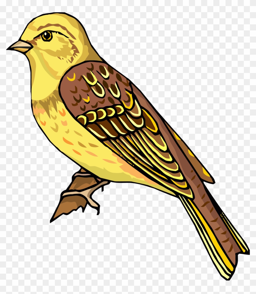 maya bird clipart images