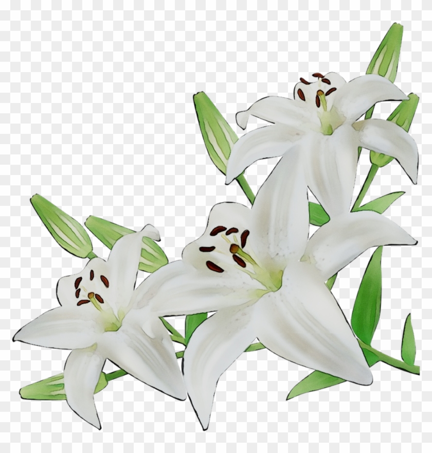 Lily, Flower, Cut Flowers Png Image With Transparent - Lembrancinhas De