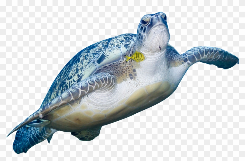 Turtle Swimming Png - Kemp's Ridley Sea Turtle, Transparent Png ...