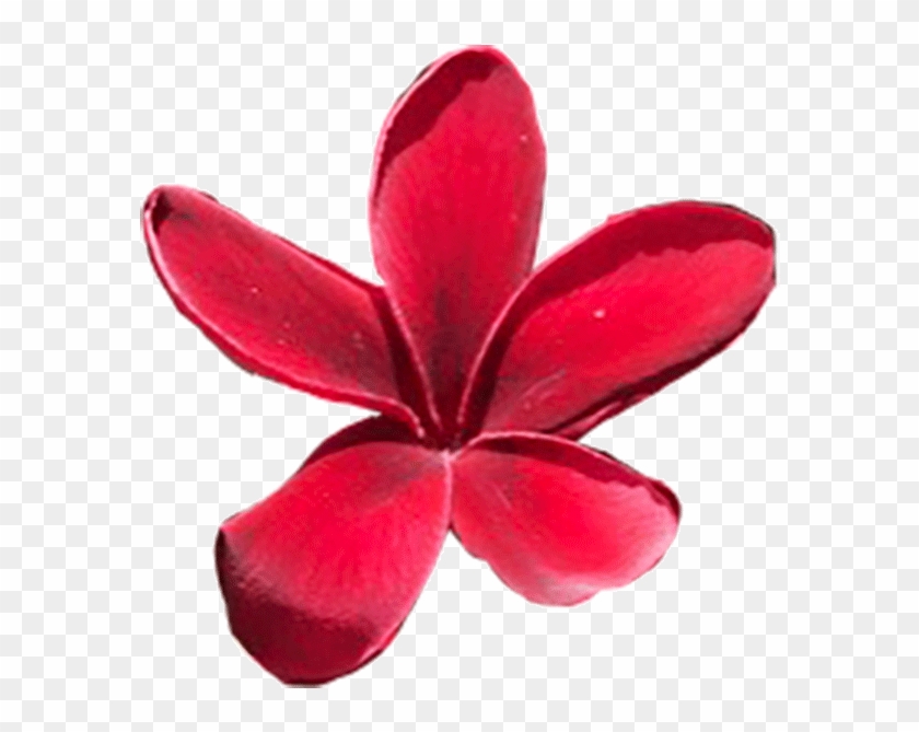 maui red plumeria png transparent png 640x640 2617220 pngfind maui red plumeria png transparent