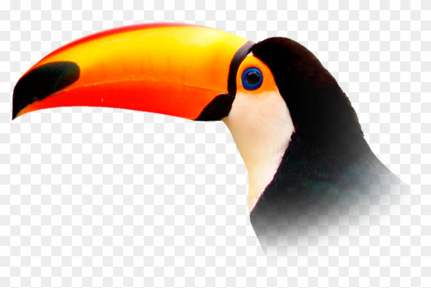 toucan png