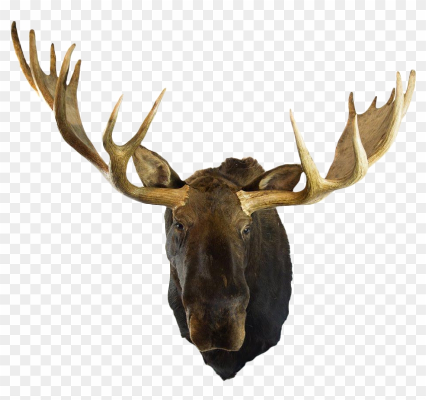 Deer Skull Roblox
