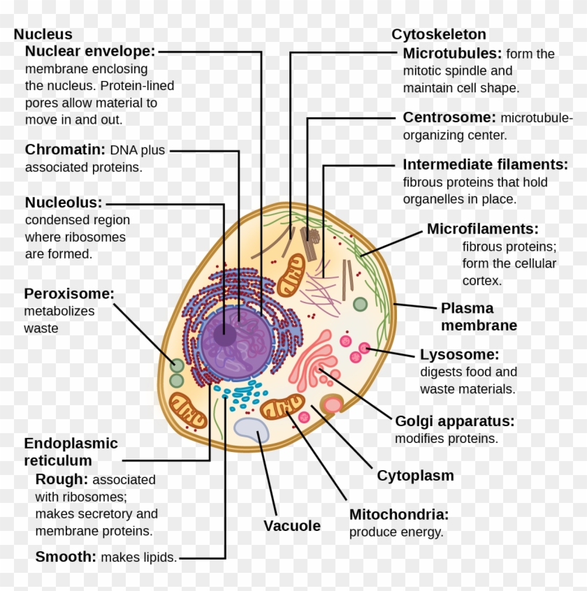 Model of prokaryotic and eukaryotic cell – KitabBuddy