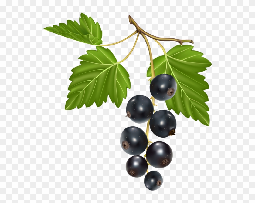 Berry Vector Mixed - Plant Berry Vector, HD Png Download - 563x600