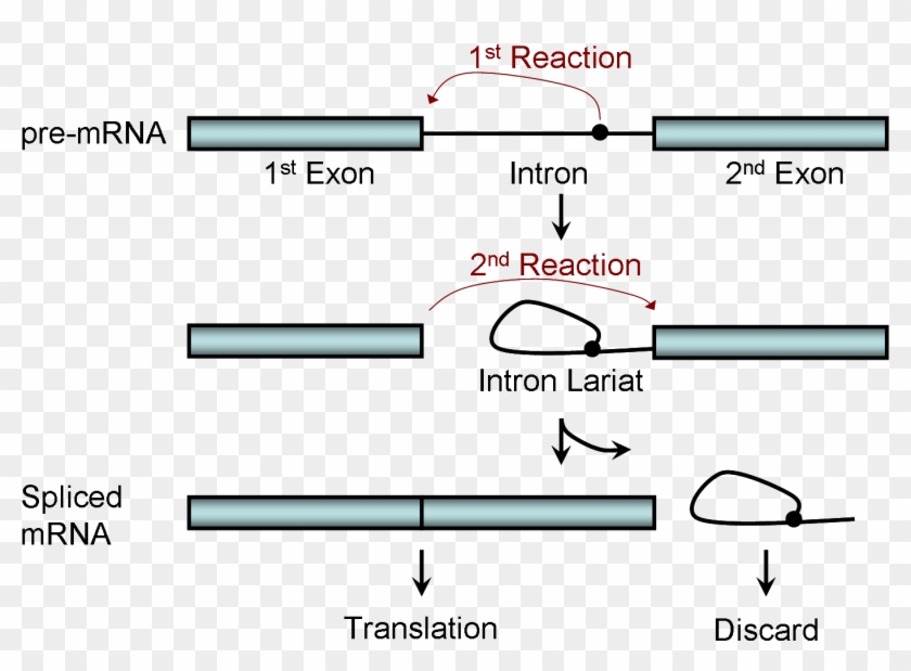 Two-step Splicing Reaction - Splicing Process, HD Png Download