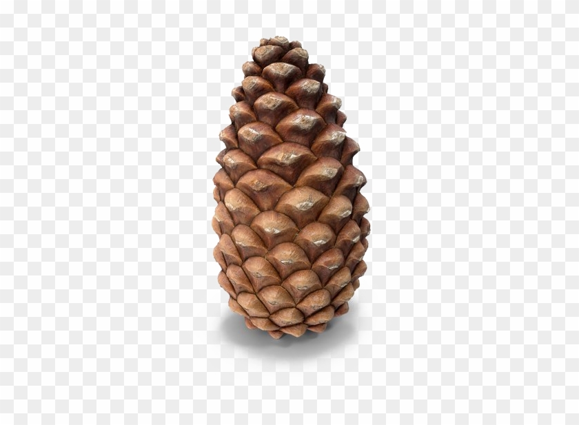 Conifer Cone, HD Png Download - 600x600(#2745600) - PngFind