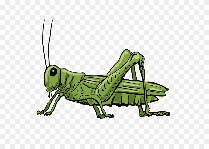 Small Grasshopper PNG Images With Transparent Background | Free Download On  Lovepik